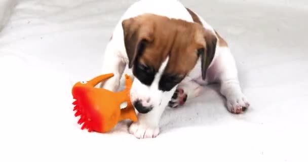 漂亮的小狗梦到了一个橡胶玩具 照顾幼犬 — 图库视频影像