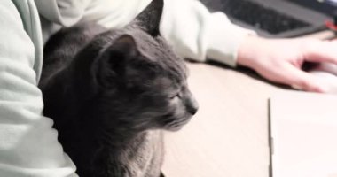 Gri Birman kedisi bilgisayarda programlanırken sahibinin kucağına oturur. Evcil hayvanlarla stres atıyorum.