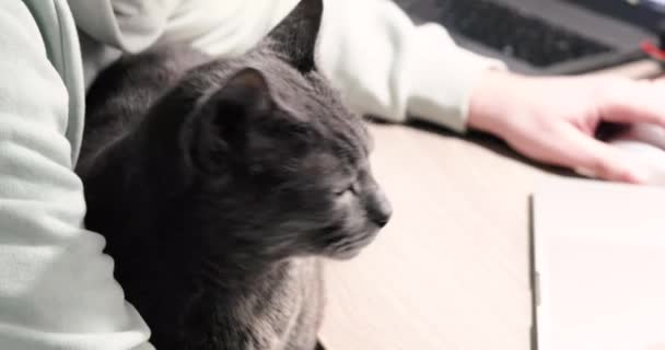 Сірий Бірманський Кіт Сидить Колінах Свого Власника Коли Він Програмує — стокове відео