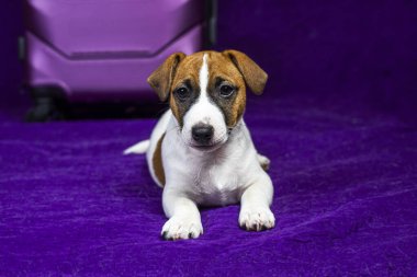 Güzel Jack Russell Terrier köpeği bir seyahat çantasının yanında mor bir arka planda yatıyor.