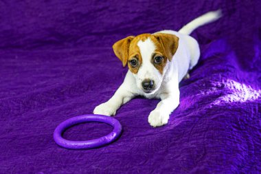 beautiful female puppy with a heart-shaped spot on her face lies on a purple background with a toy. Caring for pets and puppies clipart
