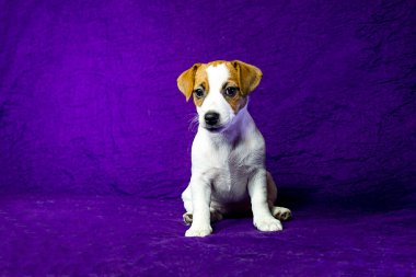 beautiful female puppy with a spot in the shape of a heart on her face sits on a purple background. Caring for pets and puppies clipart