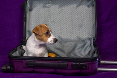 Jack Russell, mor bir bavulun içinde oturuyor. Evcil hayvanlar ve köpek yavrularıyla seyahat ediyor.
