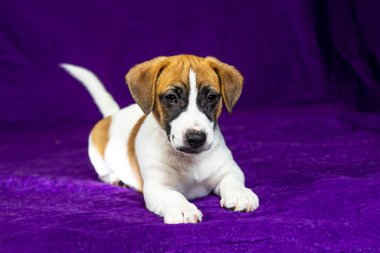 beautiful Jack Russell terrier puppy lies on a purple background. Traveling with puppies and transfer clipart