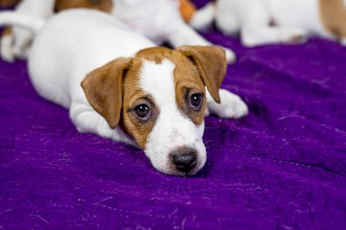 beautiful female puppy with a heart-shaped spot on her face lies on a purple background. Caring for pets and puppies clipart