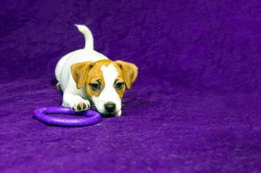 beautiful female puppy with a heart-shaped spot on her face lies on a purple background with a toy. Caring for pets and puppies clipart