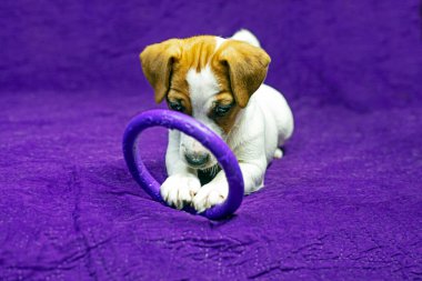 beautiful female puppy with a heart-shaped spot on her face plays with a toy. Caring for pets and puppies clipart