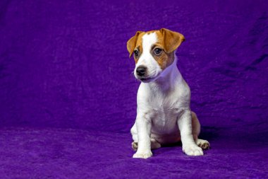 female puppy with a spot in the shape of a heart on her face sits on a purple background. Caring for pets and puppies clipart