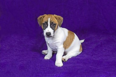 Smart Jack Russell Terrier puppy lies on a purple background. Traveling with puppies and transfer clipart