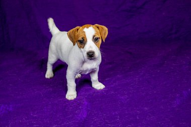 beautiful female puppy with a heart-shaped spot on her face stands on a purple background. Caring for pets and puppies clipart