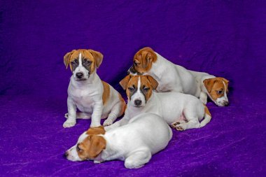 Jack Russell puppies sitting and lying on a purple blanket Traveling with puppies and moving clipart