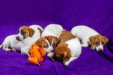 Jack Russell puppies on a purple background. Raising and training puppies clipart