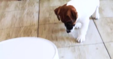 Tatlı Jack Russell Terrier köpeği robot elektrikli süpürgeyle oynuyor. Ev temizliği ve evcil hayvanlar.