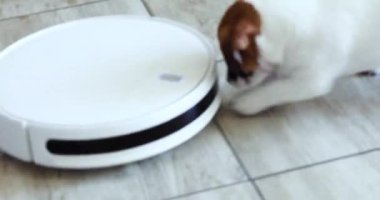 Jack Russell Terrier köpek yavrusu robot elektrikli süpürgeyle oynuyor. Ev temizliği ve evcil hayvanlar