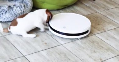 Komik Jack Russell Terrier köpeği robot elektrikli süpürgeyle oynuyor. Ev temizliği ve evcil hayvanlar