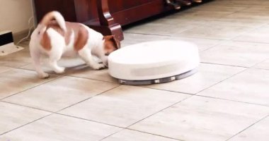 Jack Russell Terrier köpek yavrusu robot bir elektrikli süpürgeyle oynuyor. Ev temizliği ve evcil hayvanlar