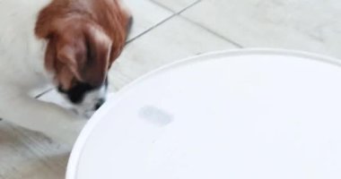 Çalışan niteliklere sahip korkusuz Jack Russell Terrier köpeği robot bir elektrikli süpürgeyle oynuyor. Ev temizliği ve evcil hayvanlar