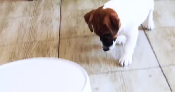 Lindo Cachorro Jack Russell Terrier Juega Con Una Aspiradora Robot — Vídeos de Stock