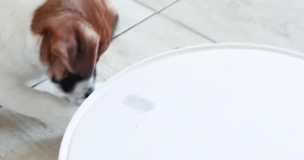 Intrépido Cachorro Jack Russell Terrier Con Cualidades Trabajo Juega Con — Vídeos de Stock