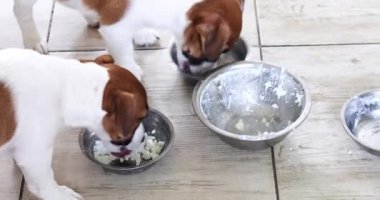  Jack Russell teriyer köpekleri mutfakta bir kase süzme peynir yalarlar. Yavru köpek diyeti. Doğal beslenme.