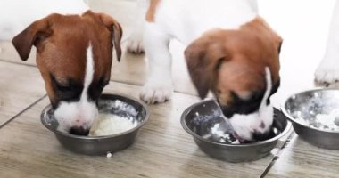 Küçük Jack Russell teriyeri yavruları mutfaktaki kaselerden süzme peynir yerler. Yavru köpek diyeti. Doğal beslenme