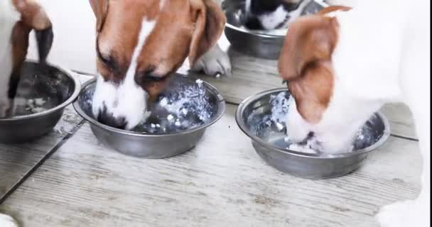 Close Pequenos Cachorros Jack Russell Terrier Comendo Uma Tigela Queijo — Vídeo de Stock