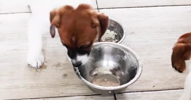 Lindos Cachorros Jack Russell Terrier Lamber Uma Tigela Queijo Cottage — Vídeo de Stock