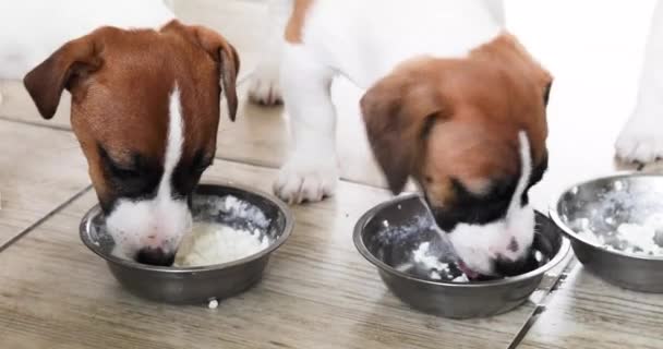 リトルジャック ラッセル テリアの子犬はキッチンでボウルからコテージチーズを食べる 子犬ダイエット 自然栄養について — ストック動画