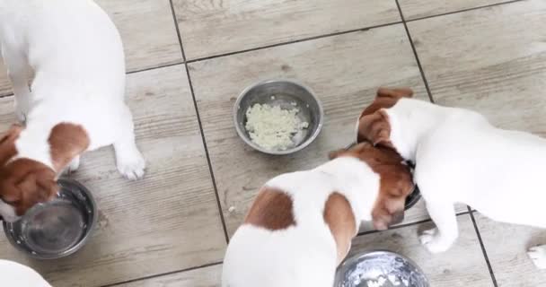 Küçük Jack Russell Teriyeri Yavruları Mutfakta Bir Kase Süzme Peynir — Stok video