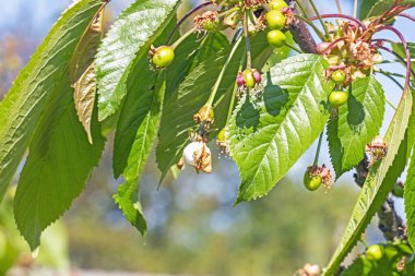 Olgunlaşmamış küçük kiraz meyveleri. Bahçe haşereleri, hastalıklar ve hasatlar.