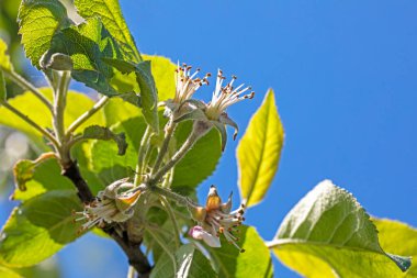 unripe green pear fruits. Garden pests, diseases and harvest clipart