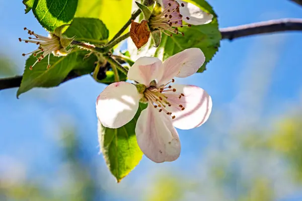 stock image blossoming apple tree. Garden pests and diseases