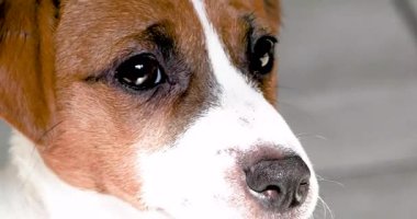 Jack Russell Terrier köpeğinin güzel yüzü. Yavru köpeklere bakıyorum..
