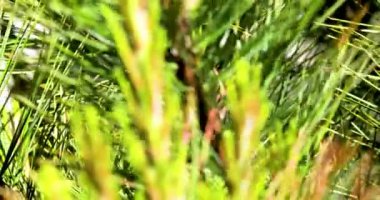 Yavru sedir çamı üzerinde filizleniyor. Kozalaklı ağaçların tedavisi ve hastalıkları.