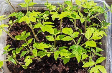 Toprakta taze domates fideleri. Ekolojik doğal sebzeler yetiştiriyor. Çiftçilik