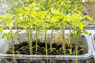 Toprakta domates fideleri. Ekolojik doğal sebzeler yetiştiriyor. Çiftçilik