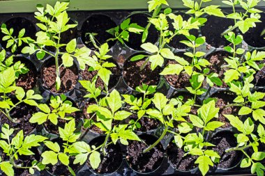 Yerdeki taze domates fideleri yukarıdan görünüyor. Ekolojik doğal sebzeler yetiştiriyor. Çiftçilik