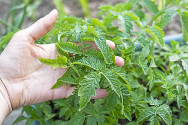 Yerdeki taze domates fideleri yukarıdan görünüyor. Evde sebze yetiştiriyorum. Çiftçilik