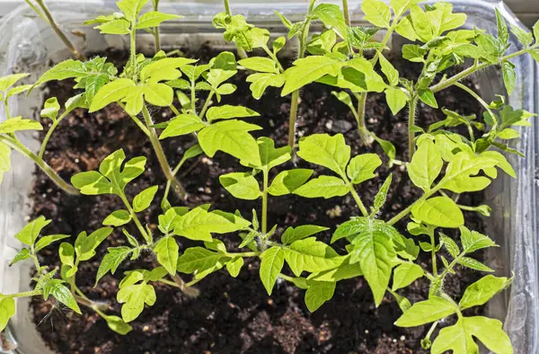 stock image young tomato seedlings in the ground. Growing ecological natural vegetables. Farming