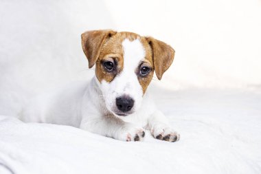 Jack Russell teriyer köpeği kanepede yatıyor. Yavru köpeklere bakıyorum.