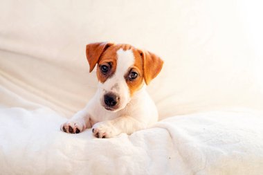 Jack Russell teriyer köpeği kanepede yatıyor. Yavru köpeklere bakıyorum.