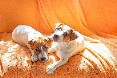 beautiful little Jack Russell terrier puppies lie on the sofa next to each other. Caring for puppies clipart