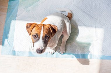 Küçük bir Jack Russell Terrier köpeğini evdeki tuvalette bebek bezi kullanması için eğitiyorum.