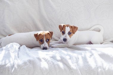 little Jack Russell terrier puppies lie on the sofa next to each other. Caring for puppies clipart