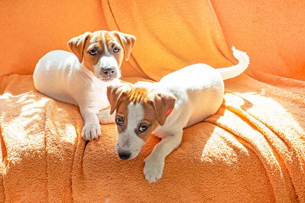Küçük Jack Russell teriyeri köpek yavruları yan yana kanepede yatar. Yavru köpeklere bakıyorum.