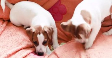 Güzel komik küçük Jack Russell teriyer köpekleri yan yana kanepede oynuyorlar. Yavru köpeklere bakıyorum.