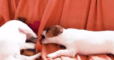 Güzel komik küçük Jack Russell Terrier yavruları kanepede yan yana uzanıp oynuyorlar. Yavru köpeklere bakıyorum.