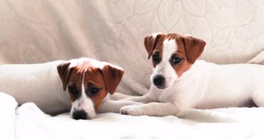 Güzel küçük Jack Russell teriyer köpekleri yan yana kanepede uzanıyorlar. Yavru köpeklere bakıyorum.