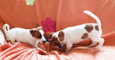 Komik küçük Jack Russell Terrier köpekleri kanepede yan yana uzanıp oynuyorlar. Yavru köpeklere bakıyorum.