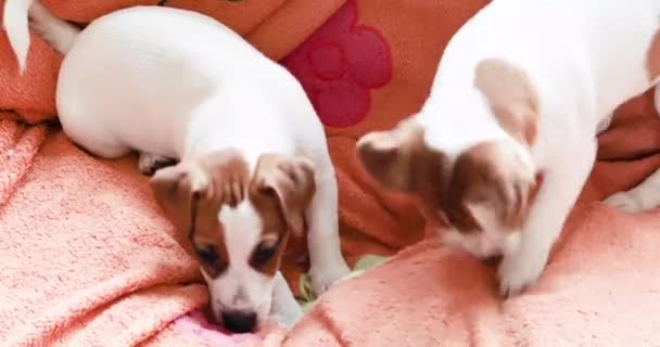 Schöne Lustige Kleine Jack Russell Terrier Welpen Spielen Auf Dem — Stockvideo